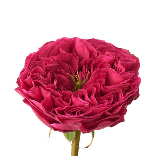 Picture of Rose Garden Pink & Pretty