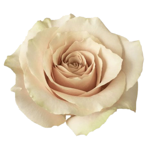 Picture of Rose London Tower