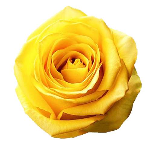 Picture of Rose Brighton