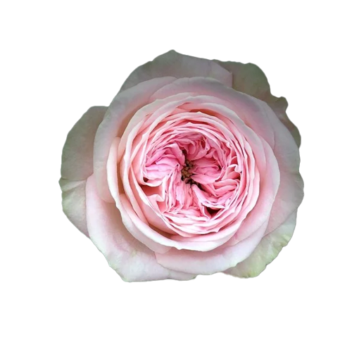 Picture of Rose Garden Ballerina Summerhouse