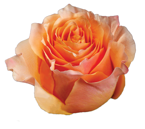 Picture of Rose Carpediem