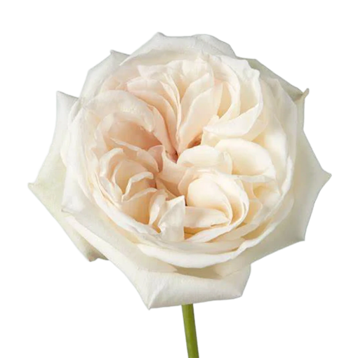 Picture of Rose Garden White O'Hara