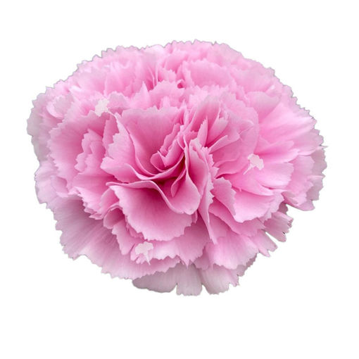 Picture of Carnation Clearwater
