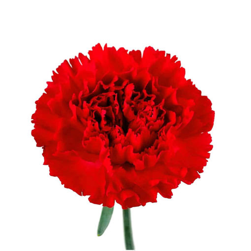 Picture of Carnation Red
