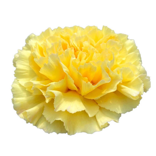 Picture of Carnation Golden Gate