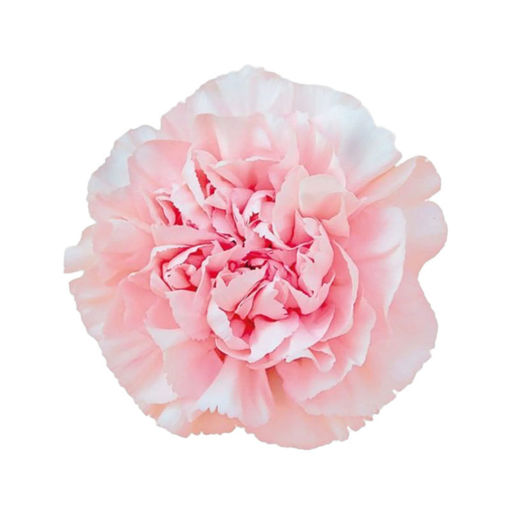 Picture of Carnation Maruchi