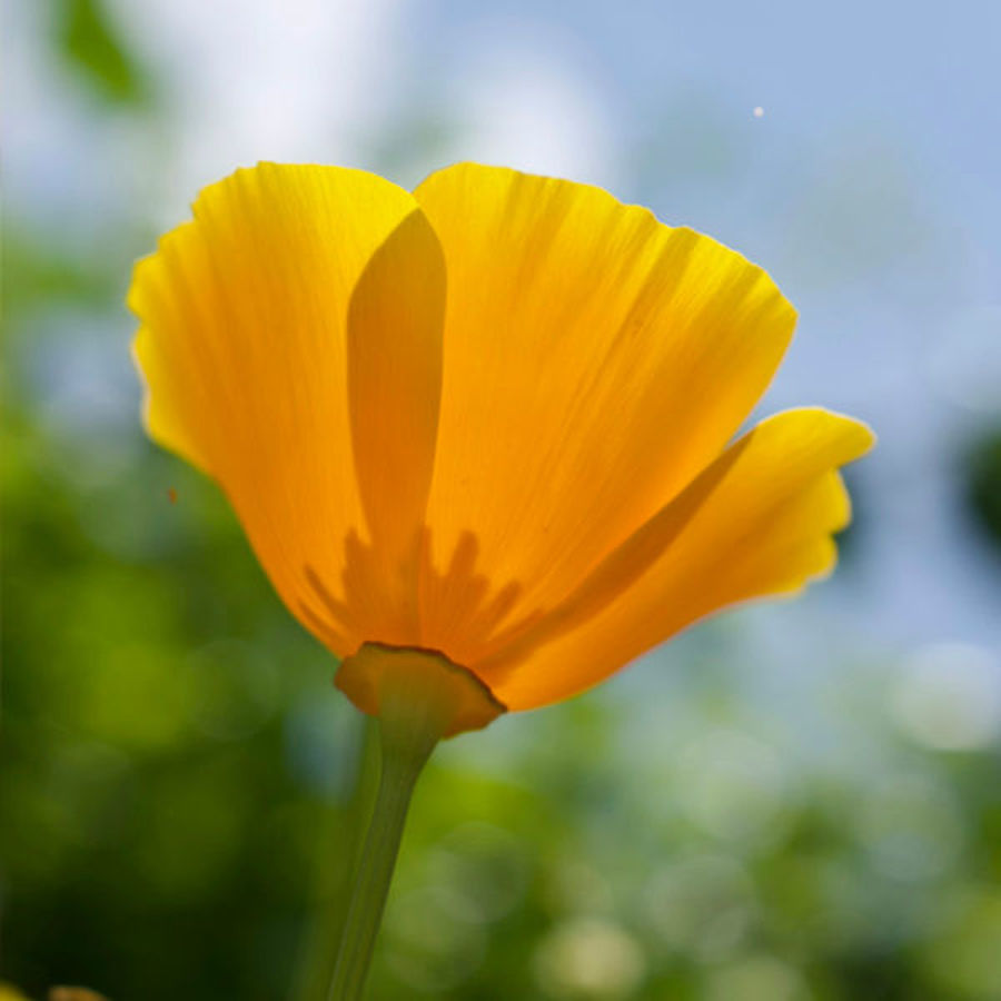 It's Official! Yellow Flowers are the Most Joyful to Gift Loved Ones!
