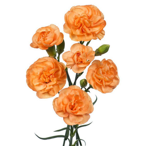 Picture of Carnation Spray Orange