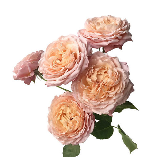 Picture of Rose Garden Spray Julietta