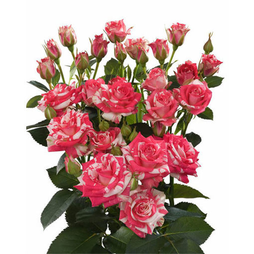 Picture of Rose Spray Fireworks