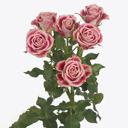 Picture of Rose Spray Flinders Lane