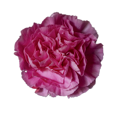 Picture of Carnation Bizet Cerise