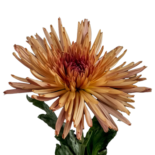 Picture of Chrysanthemum Anastasia Dark Bronze