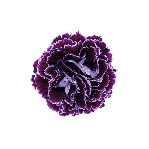 Picture of Carnation Minerva Black