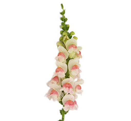 Picture of Antirrhinum Maryland Apple
