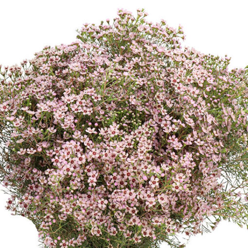 Picture of Wax Flower | Jupiter Sol