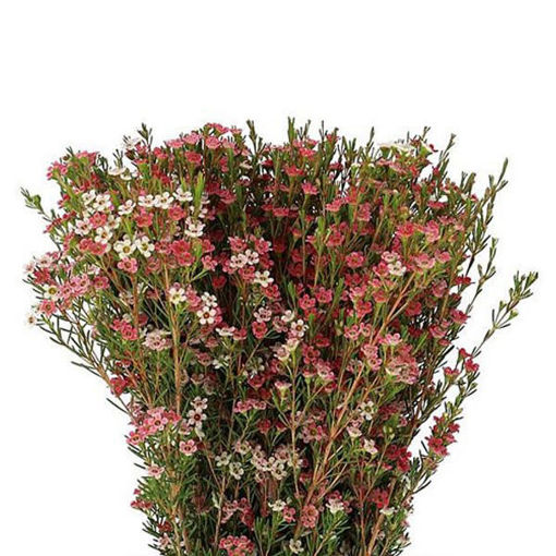 Picture of Wax Flower | MY Sweet 16