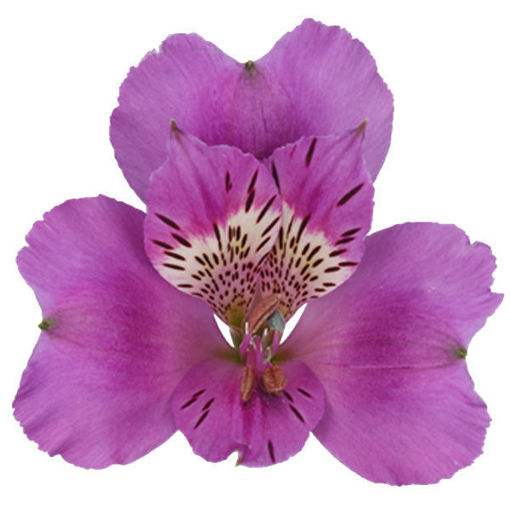 Picture of Altroemeria Falipo