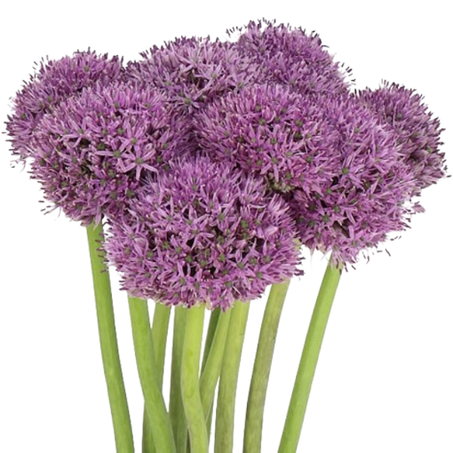 Picture of Allium Purple Sensation