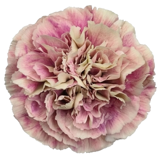 Picture of Bloom Carnation Antiqua