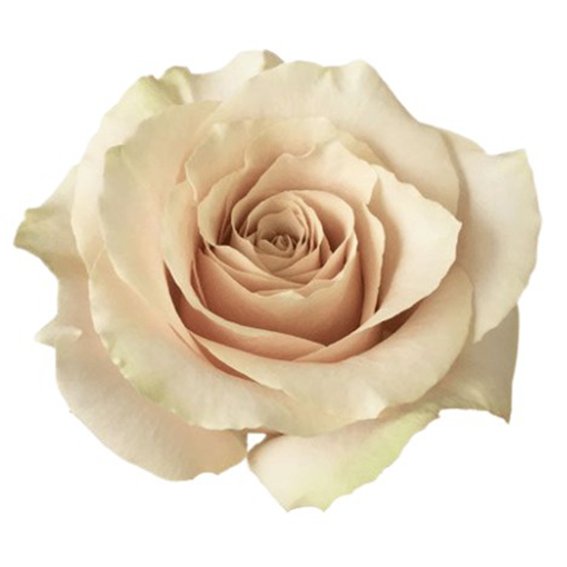Picture of Rose Salted Caramel