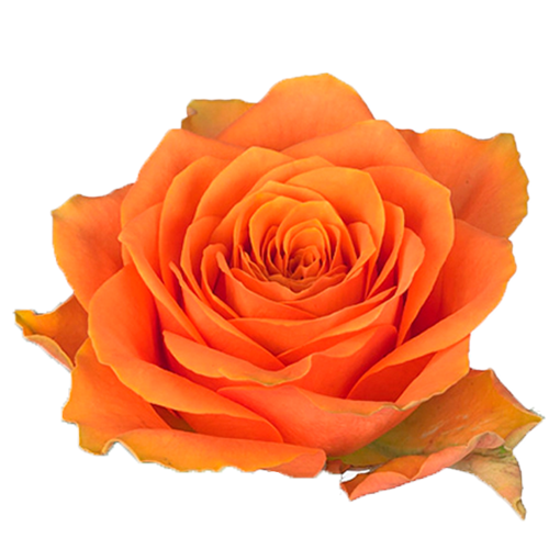 Picture of Rose Arancio