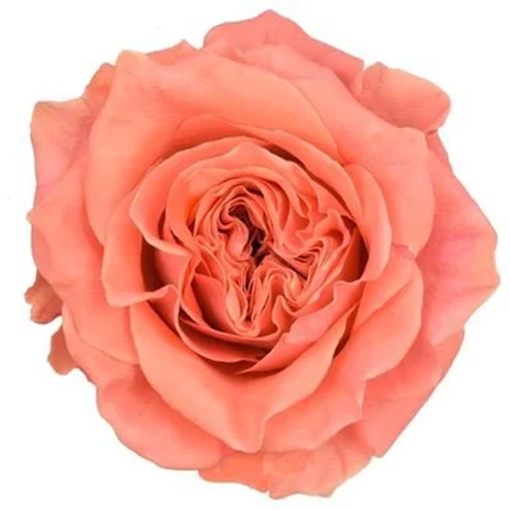 Picture of Rose Blushing Reeva