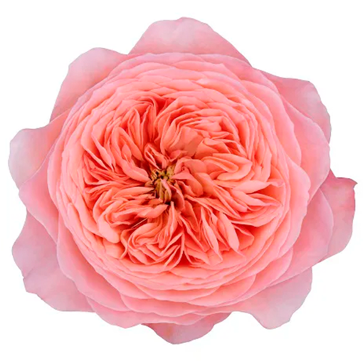 Picture of Rose Mayfield