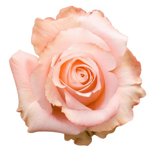 Picture of Rose Paloma Steffi