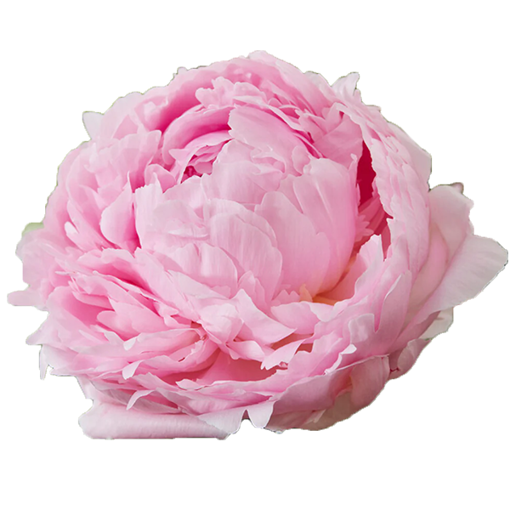 Picture of Rose Pillow Talk