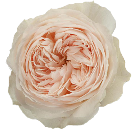 Picture of Rose Emma Woodhouse