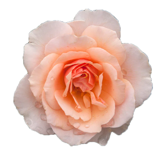 Picture of Rose Sweet Sixteen