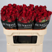 Picture of Dominica Spray Rose