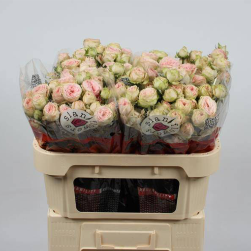 Picture of Rose Spray Giselle