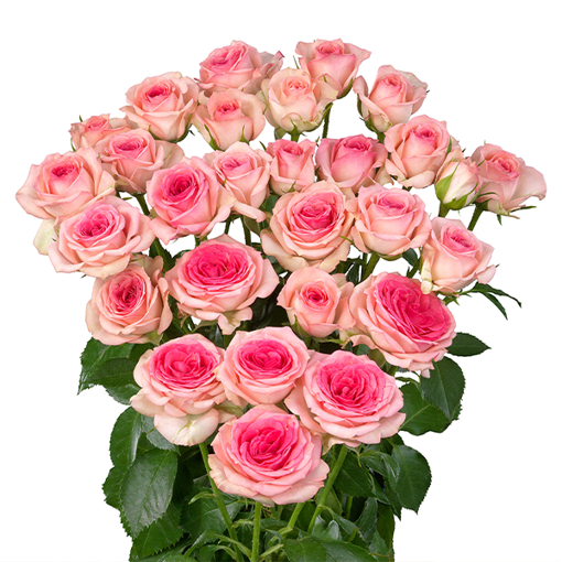 Picture of Spray Rose Tralala
