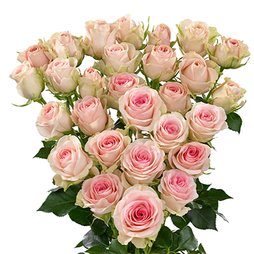 Picture of Rose Spray Good Mood
