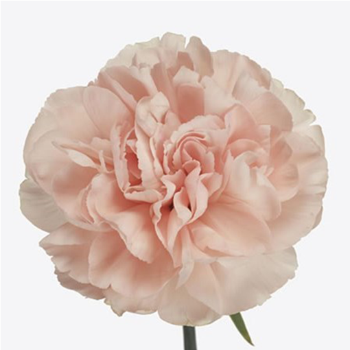 Picture of Bloom Carnation Noviado