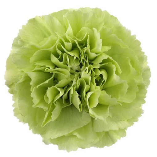 Picture of Spray Carnation Green Castle