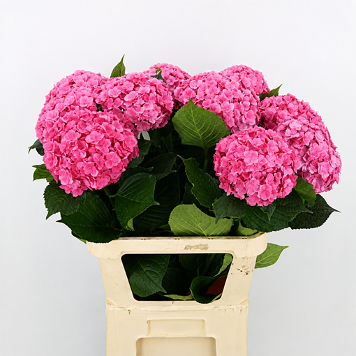 Picture of Hydrangea Glowing Alps Alps Pink Bi-Colour