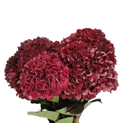 Picture of Hydrangea Dark Ruby Classic
