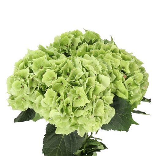 Picture of Hydrangea Lolly Pop Green Classic