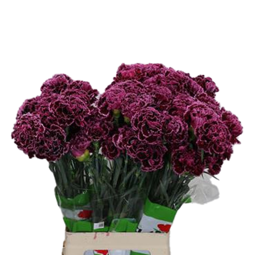 Picture of Bloom Carnation Nobbio