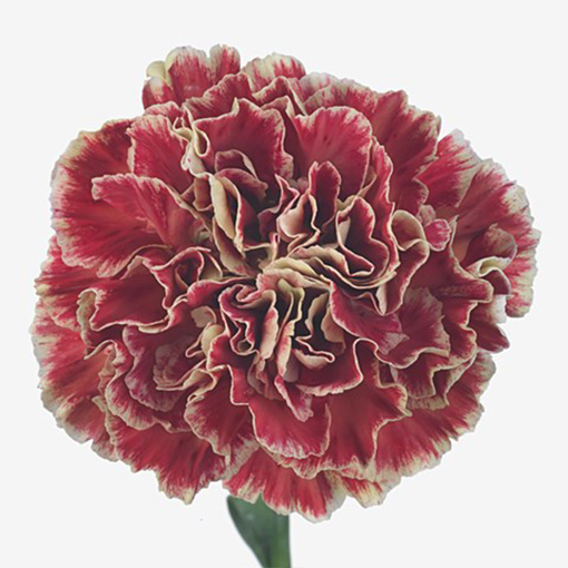 Picture of Bloom Carnation Cover Wine