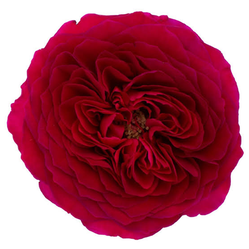 Picture of Rose Garden Darcy