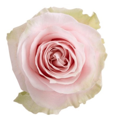 Picture of Rose Shiver