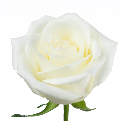 Picture of Rose Mont Royal