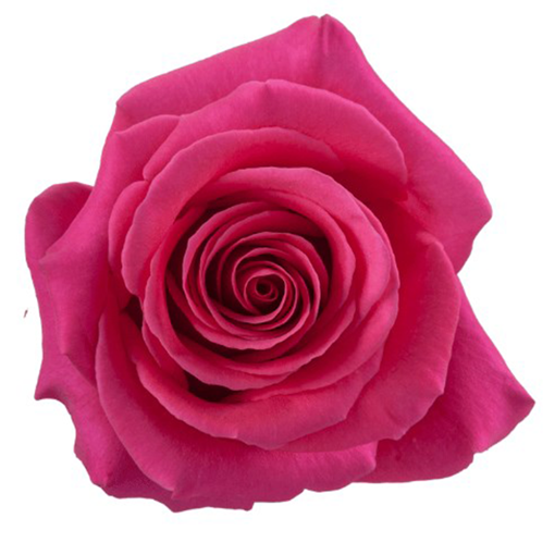 Picture of Rose Xoch