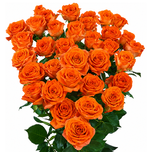 Picture of Spray Rose Ayala