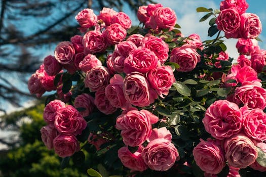 A pink rose bush with blue sky background